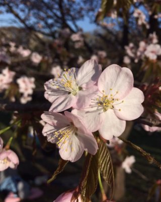 ヒガンザクラ 彼岸桜 の花言葉 花言葉の手帖 はなこと